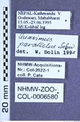 Etiketten zu Quasimus parallelus (Schwarz, 1902) (NHMW-ZOO-COL-0006580)